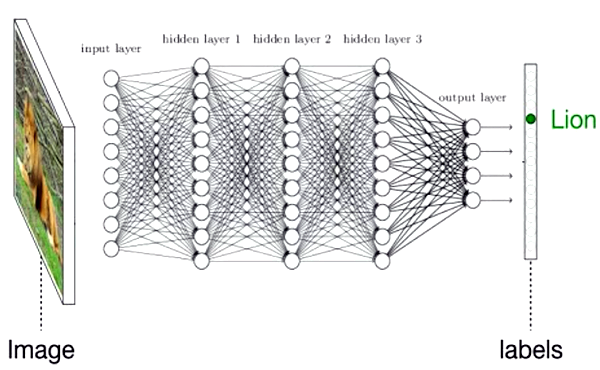 هرس شاخه‌های هوش مصنوعی راهکاری برای کوچک‌تر کردن شبکه‌های عصبی