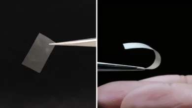 برای اولین بار در دنیا ساخت ماده اولیه باتری با استفاده از قارچ ها